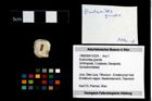 Foto (Objekt + Etikett) von Eodromites grandis  (NHMW-GEO-1990-0041-3334)